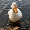 gone2thebirds