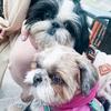 ava_elif_travel_shih_tzu