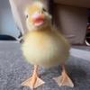 littletinyduckling