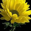 salha_434