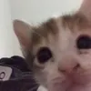 junoiswild