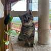 whisker_society