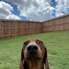 benito_the_miniweenie