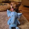 peanutthebrownchihuahua