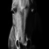 ihorses1513