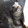 miau.auau24