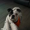 patchtheboston