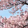 tungnuijapan