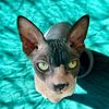 pip.and.horus.the.sphynx