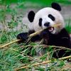 shleepy_panda