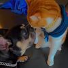 onlyformypets