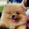 dog.zury
