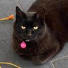 lazycat454