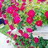 ladybug_heart_love