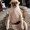 motherof_pugs