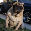 pugsaredrugs_
