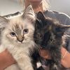 saltandpepper_tails