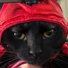 swiftiecatvet