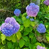 littlelunasblooms