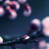 arwa_0007