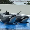 kei_orca0115