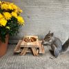 squirrelcafe