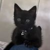 Salem the black cat