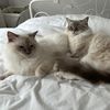 remyandcoco