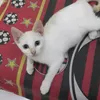 kucing_punguddd