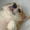 Corgi beo thúi