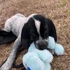 imadogg87