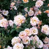 roseybaby_0