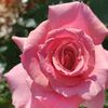 clara323__