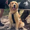 _simba_the_golden_