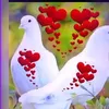 mriaz0203