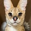 tesla_the_serval