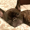 brenda_frenchbulldog