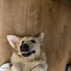 lukadog23
