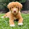 ItsTuckerTheToller
