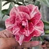 lilirosasdodeserto