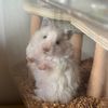 mimi_hammy