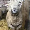 farmerswifewatt