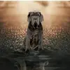 new_level_mastiff