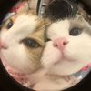catozycat