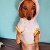 ladyashash