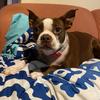 dixieloutheboston