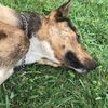 pet_life6