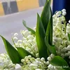 pedaaukhongcuaai