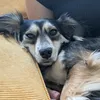 nohumanfoodforjana