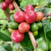 tukangngopi_br